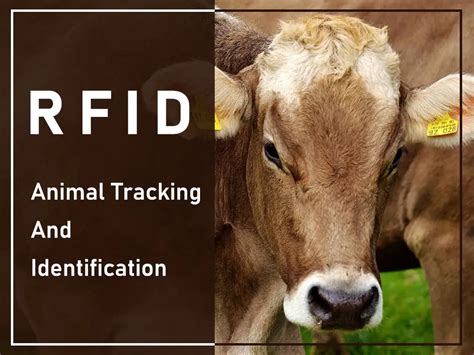 rfid animal tracking|rfid animal id card.